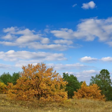 sonbahar ormanı