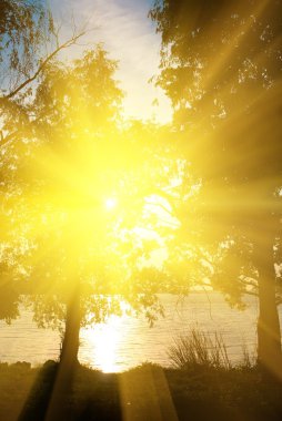 ağaçlar güneş ışınlarının içinde bir nehir kıyısında