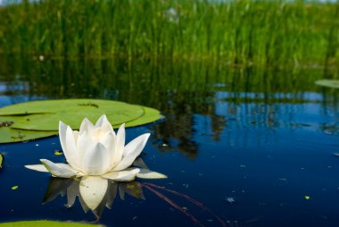 Beautiful white lily on a lake
