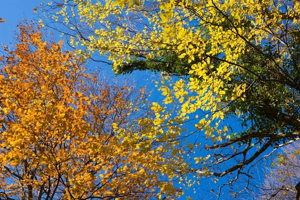 Árvores vermelhas de outono em um fundo azul céu — Fotografia de Stock