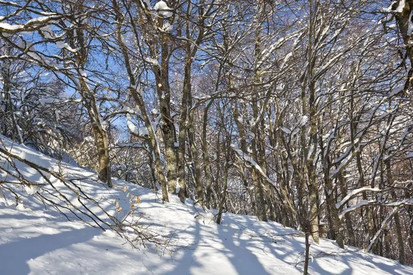 Foresta invernale — Foto Stock