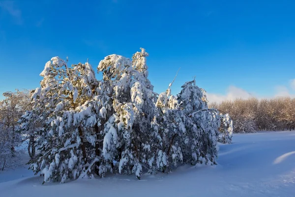 Inverno floresta cena — Fotografia de Stock