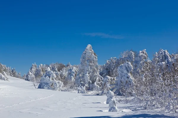 Forêt hivernale enneigée — Photo