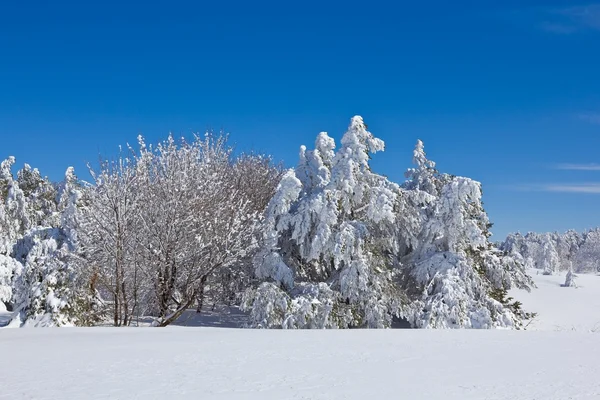 Floresta de inverno em uma neve — Fotografia de Stock