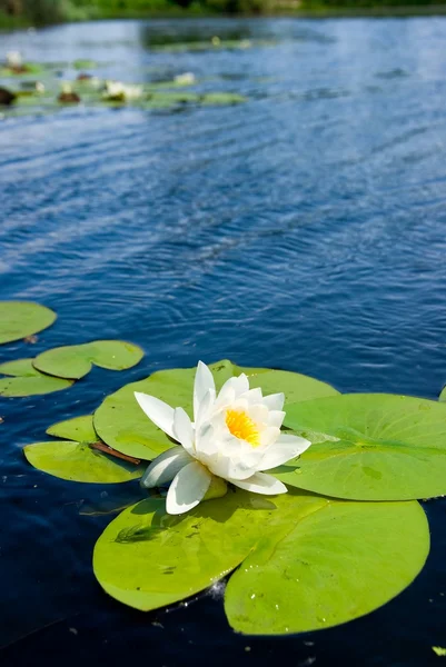 Closeup white water lily — Stock Photo, Image