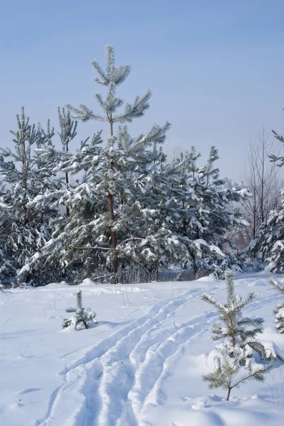 El bosque invernal en la nieve — Foto de Stock