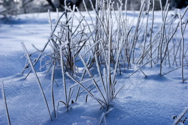 Hierba congelada en una llanura de invierno — Foto de Stock