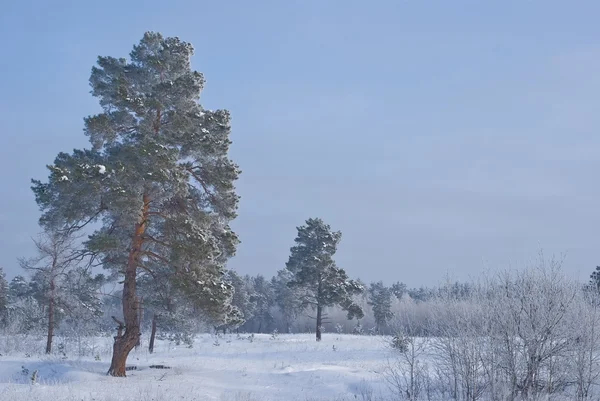 Scena foresta invernale — Foto Stock