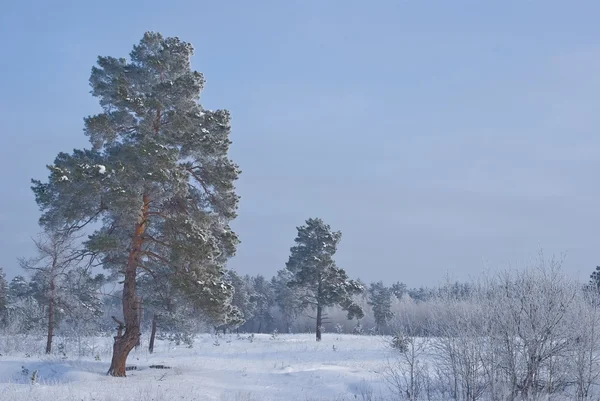 Vintern skogens scenen — Stockfoto