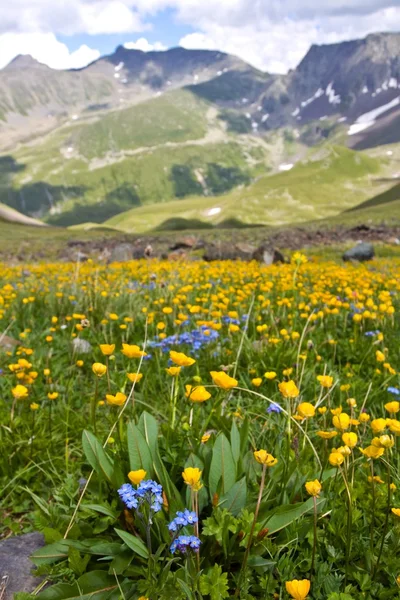 Mountain valley in a flowers — Stock Photo, Image