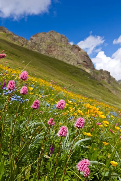 Mountain slope in a flowers — Stock Photo, Image