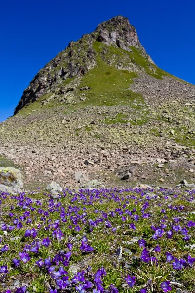 Blumenfeld in der Nähe eines Berges — Stockfoto