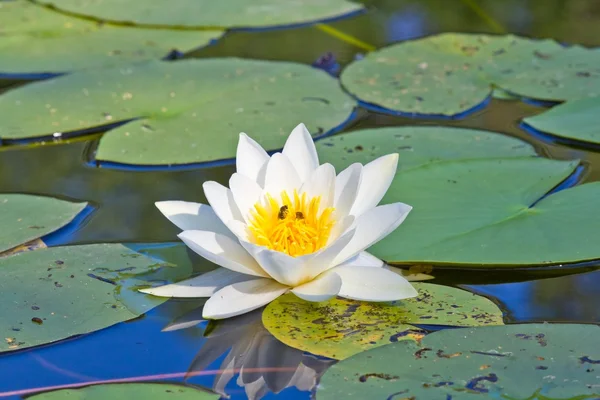 Beautiful white lily on a lake — Stok fotoğraf