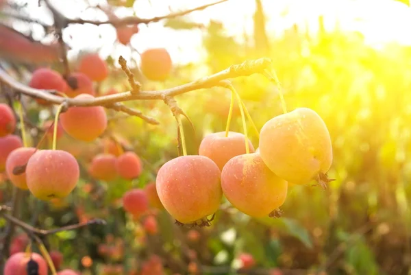 Små äpplen i en strålar från solen — Stockfoto