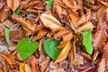arka plan kuru sonbahar yaprakları