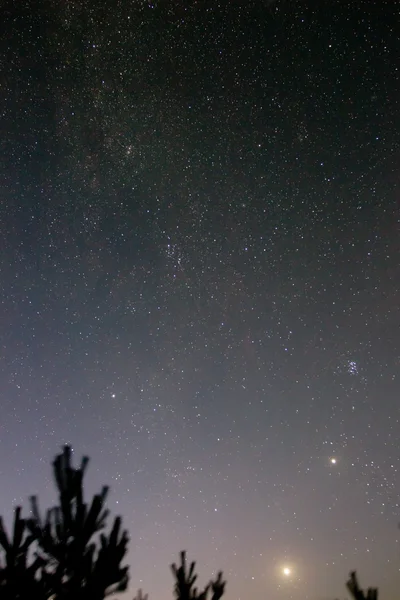 Cielo notturno e silhouette degli alberi — Foto Stock