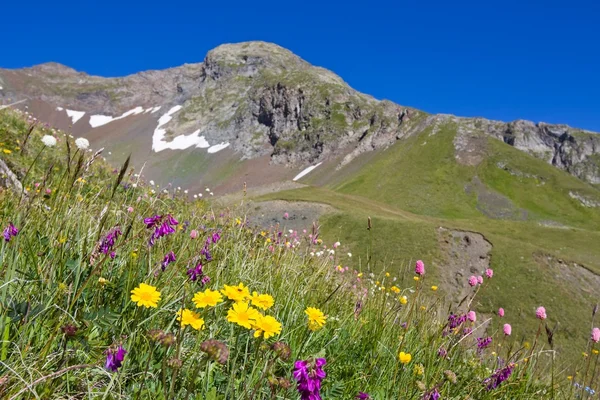 Schöne Bergblumen — Stockfoto