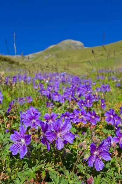 Veilchenblüten am Berghang — Stockfoto