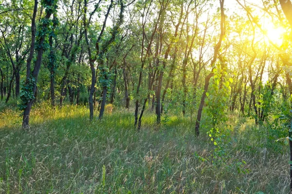 Summer morning forest — Stock Photo, Image