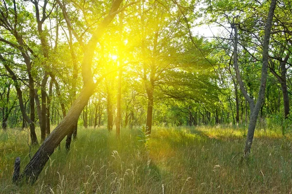 Groene ochtend bos — Stockfoto