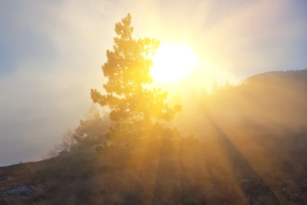 Sparkle solen i en dimma — Stockfoto