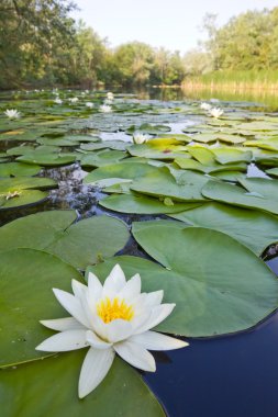 Zambak ile yaz nehir