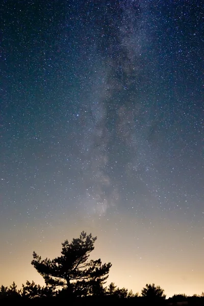 Yıldızlı gece ve ağaç siluet — Stok fotoğraf