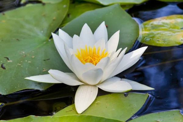 Closeup white water lily — Stock Photo, Image