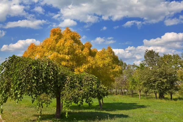 Jesienny park — Zdjęcie stockowe