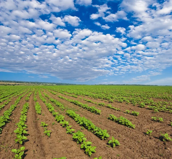 Campo rural — Foto de Stock