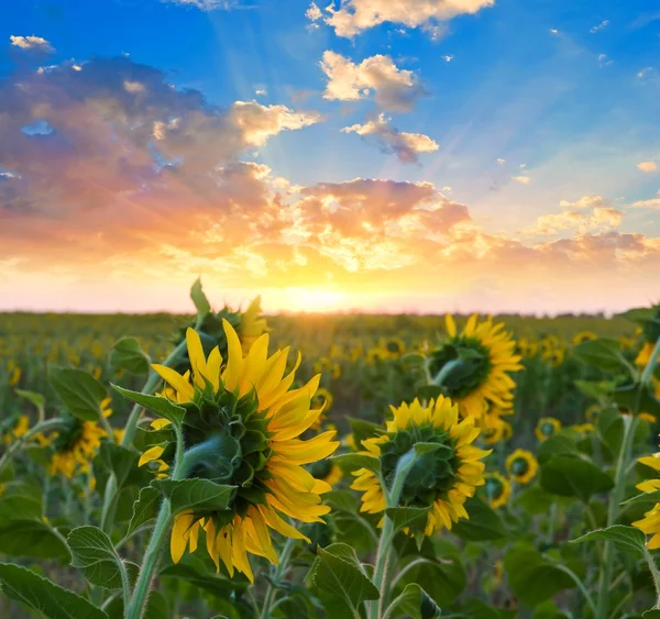 Sonnenblumenfeld bei einem Sonnenaufgang — Stockfoto