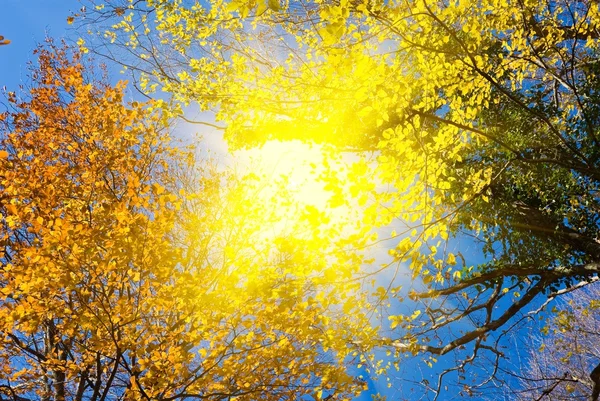 Syksy puita auringonsäteet — kuvapankkivalokuva