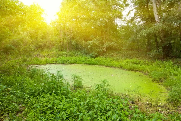 森林中的绿色沼泽 — 图库照片