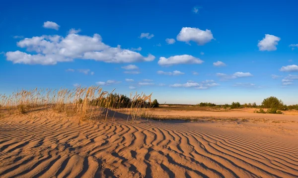 Zandstrand woestijn panorama — Stockfoto