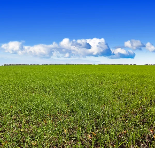 Campi verdi — Foto Stock