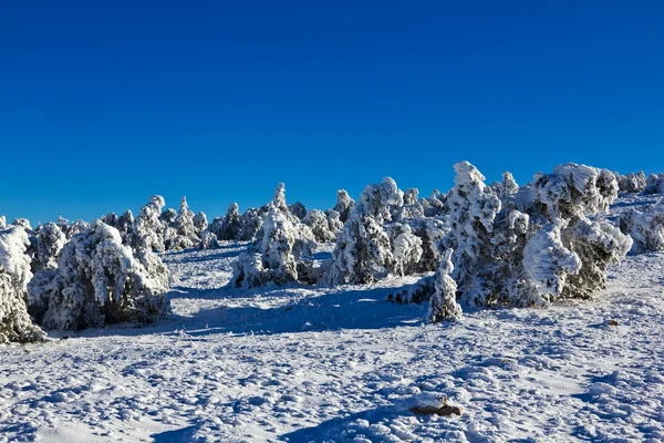 Зимний снежный лес — стоковое фото
