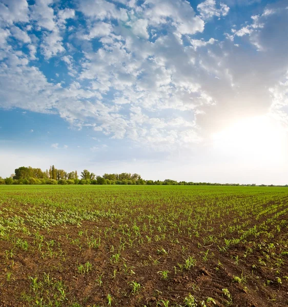 Temprano en la mañana en un campo rural — Foto de Stock