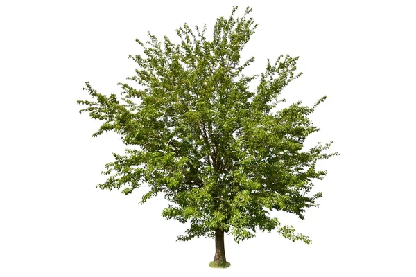 Green tree isolated on a white — Stock Photo, Image