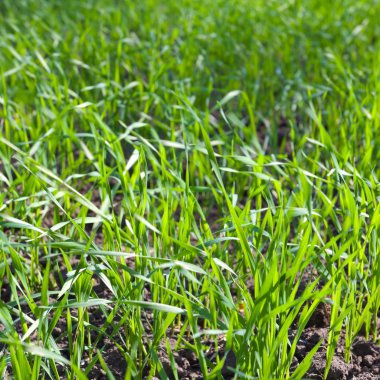 tatlı yeşil lahanası