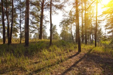 gün batımında orman