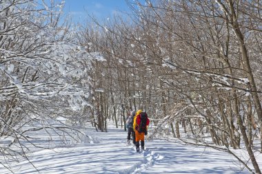 bir kış ormanda yürüyüş yapanlar