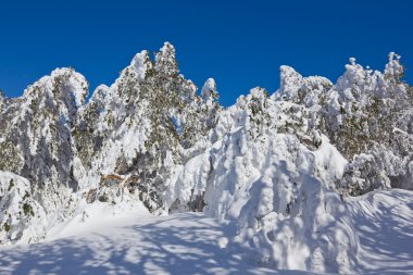 donmuş grubunu orman