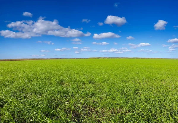 Panorama do campo de trigo verde — Fotografia de Stock