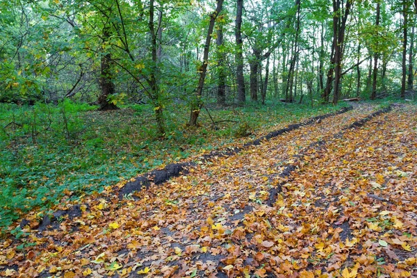 Strada in una foresta di autunno — Foto Stock