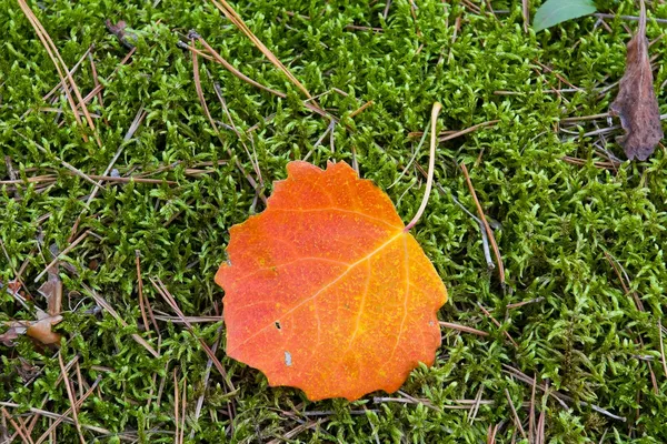 Röda aspen blad på en mossa — Stockfoto