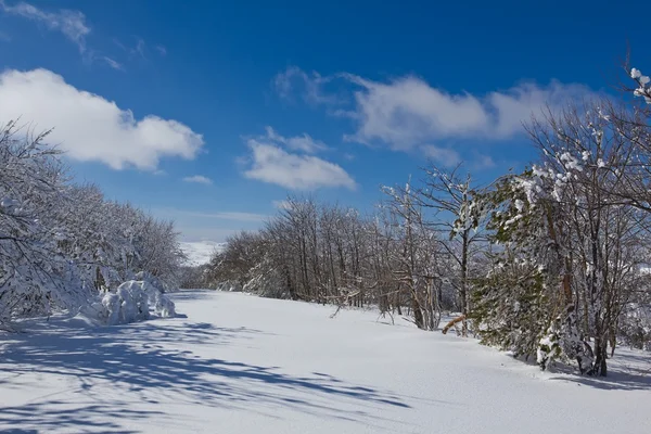 Invierno bosque nevado —  Fotos de Stock