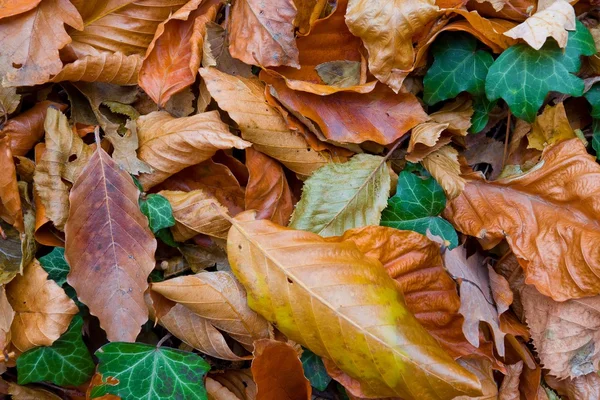 Hojas secas de otoño — Foto de Stock