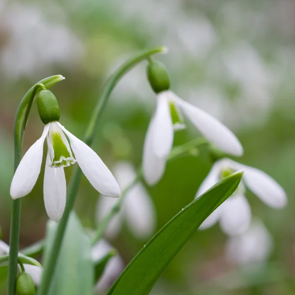 Closeup snowdrops — Stock Photo, Image