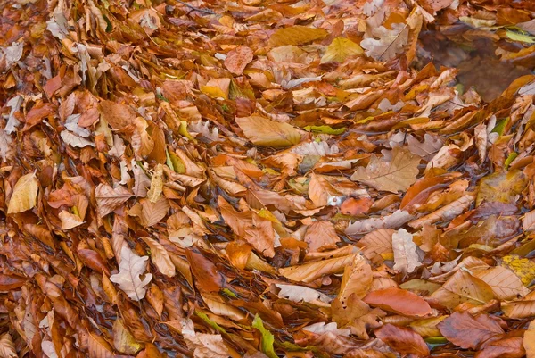 Red autumn leaves background — Stock Photo, Image