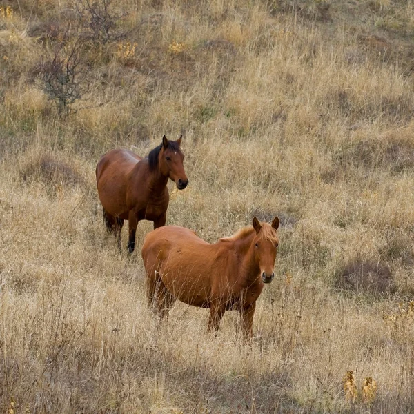 Cavalos castanhos em um pasto — Fotografia de Stock